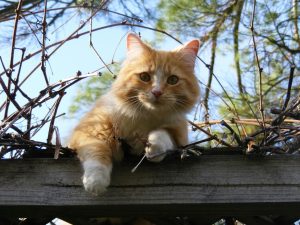 Curiosity Killed the Cat?